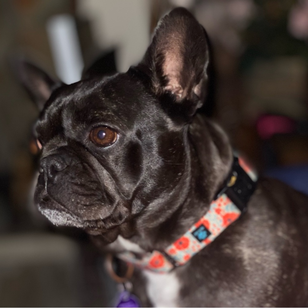 🐾Meet Ella! 🐾 NOT FOR SALE, EVER! - Picture 6 of 15